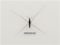 藏品(大黽椿象)的圖片